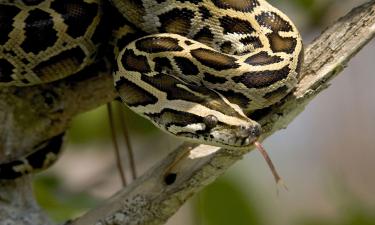 Роботы-кролики против бирманских питонов: Флорида борется с инвазивными змеями