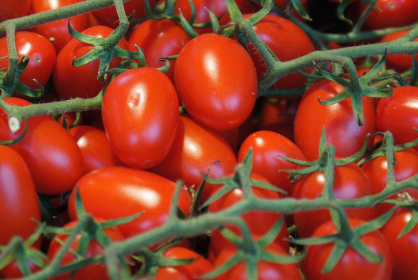 Помидоры
