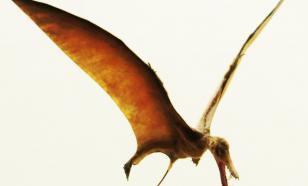 Последнее меню двух летающих ящеров