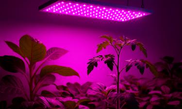 Полноспектральные лампы ускорили развитие комнатных культур — 7dach