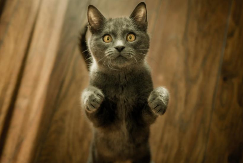 Котик Котик