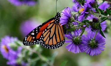 Солнечный маяк для бабочек: эти яркие соцветия создают жизнь и притягивают гостей