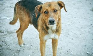 Собака напала на семерых воспитанников школы-интерната на Ямале