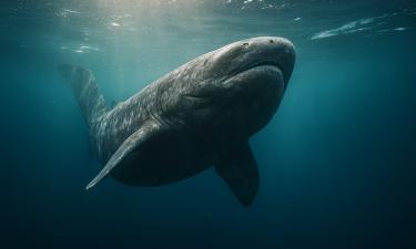 Учёные впервые расшифровали полный геном гренландской акулы — PNAS