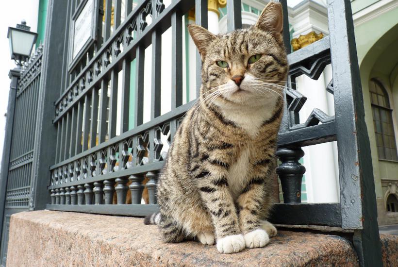 Кот Эрмитажа
