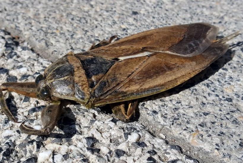 Водный клоп Lethocerus