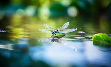 Биолог рассказал, как жуки используют молекулярные силы для передвижения по воде