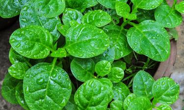 Зелень раньше всех: как вырастить зелень к майским праздникам — советы на следующий год