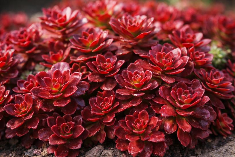 Красный седум