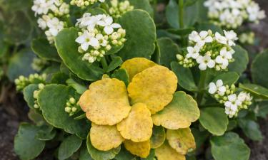 Листья спатифиллума желтеют при дефиците магния