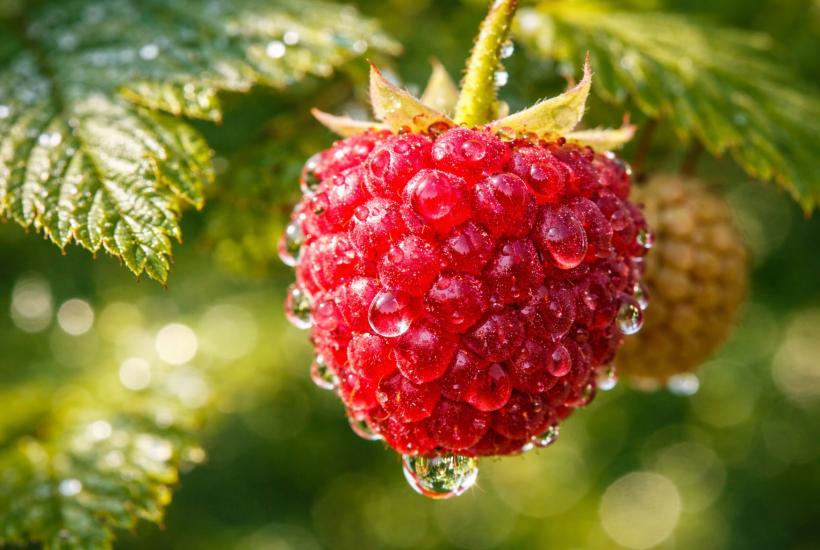 Малина в каплях росы