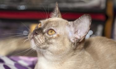 Кошка чихнула — и это может быть гораздо серьёзнее, чем кажется