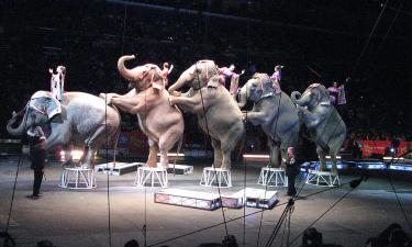 Тупизм: Наталья Рудова высказалась о дрессировке животных в цирке