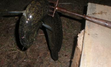 Рыбаки публикуют первые ноябрьские уловы налима из Урала и Сакмары