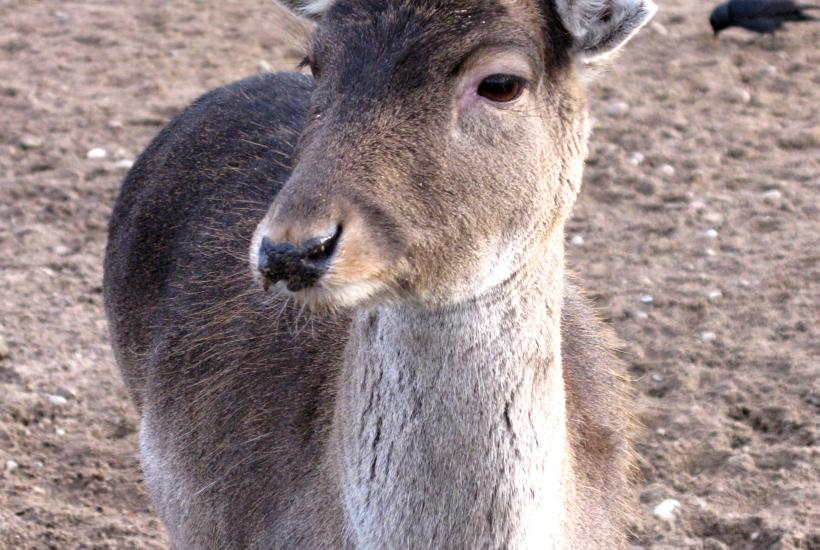 Благородный олень
