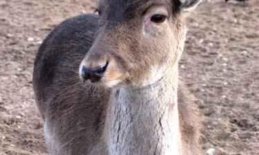 Благородных оленей начали разводить в Подмосковье — Минсельхозпрод МО