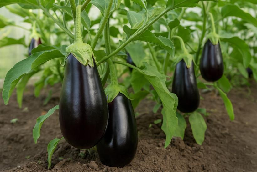 Крупные спелые баклажаны на грядке