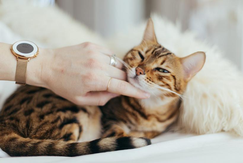 Кот Кот