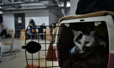 Приучать питомца к переноске нужно за неделю до поездки