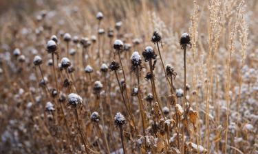 Полые стебли растений служат убежищем полезным насекомым