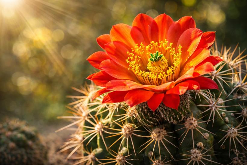 Цветущий кактус под солнечным светом