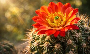 Кактусы зацветают только при 4–6 часах прямого солнца