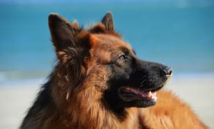 В Санкт-Петербурге кинолог инсценировала смерть служебной собаки