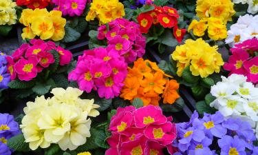 Лучшие декоративные растения для начинающего садовода