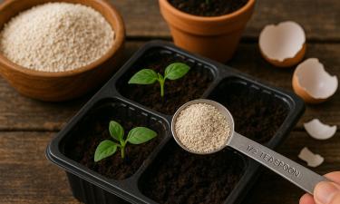 Банановая кожура в рассаде провоцирует рост грибков