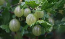 Крыжовник рвёт кусты урожаем: щепотка весеннего удобрения даёт эффект, который шокирует