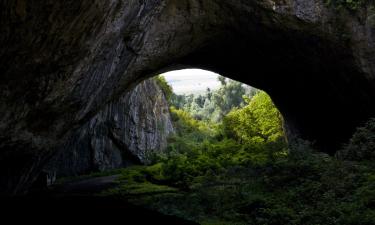 80-летняя туристка провела 5 дней в лесу в Германии: история удивительного выживания