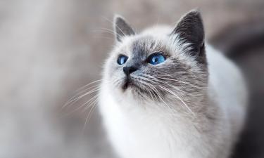 Мастер адаптации требует уважения: почему кошка уходит из комнаты при виде людей