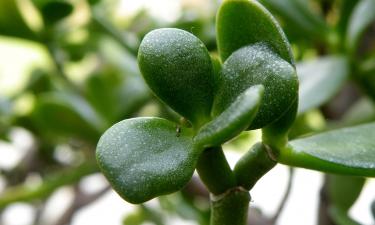 Удаление побегов и листьев поддерживает форму денежного дерева — Actualno