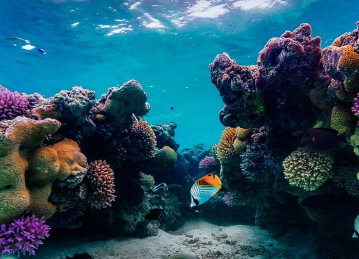 Глобальное потепление вызывает обесцвечивание кораллов Большого Барьерного рифа