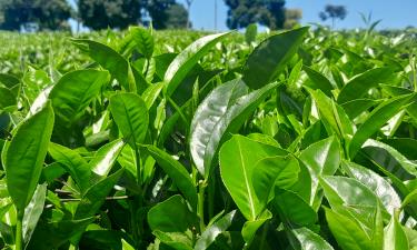 Матча выводит токсины и снижает усвоение железа диетолог — Соломатина