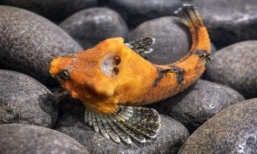 Рыба из залива Дедман издает звуки через черепную ямку — BBC Wildlife Magazine