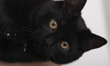 Учёные из Университета Флориды выявили новый вирус у животного, принесённого котом