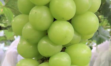 Нефритовый соблазн: виноград Шайн Мускат стал доступнее в магазинах