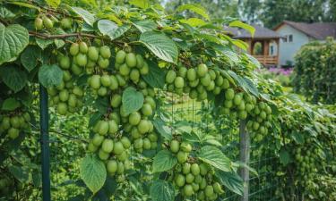 Северная сестра киви: эта ягода не боится мороза и поражает вкусом