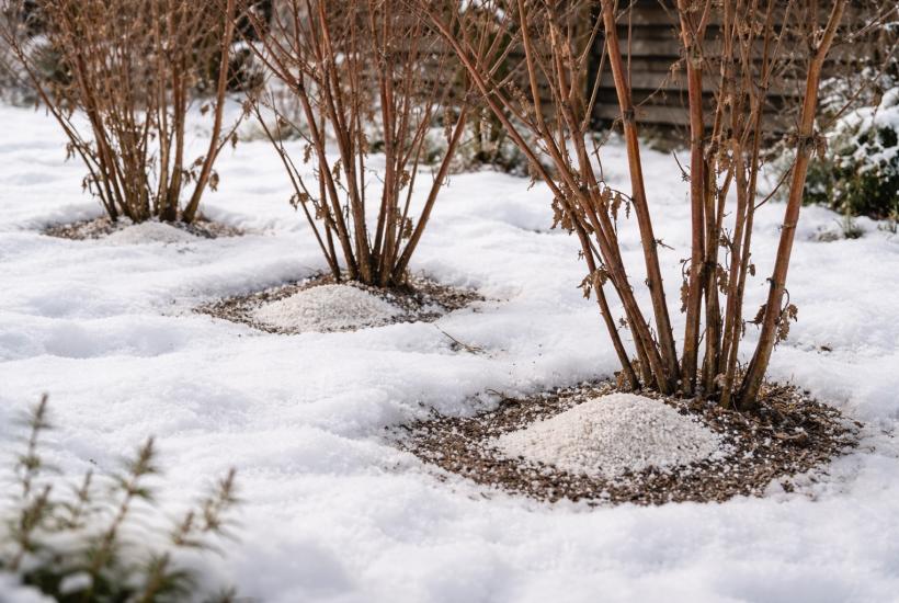 Зимняя подкормка малины