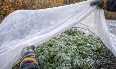 Парниковый эффект под укрытием губит многолетники