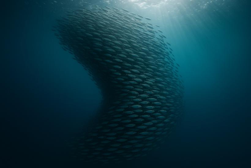 Миграция сардин