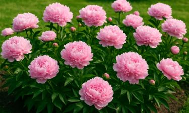 Агрономы: муравьи выбирают пионы из-за сладких выделений бутонов и тли