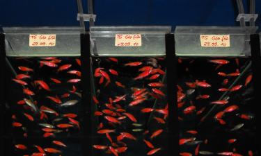 Рыбки зебраданио активно используются в исследованиях — Lab Animal