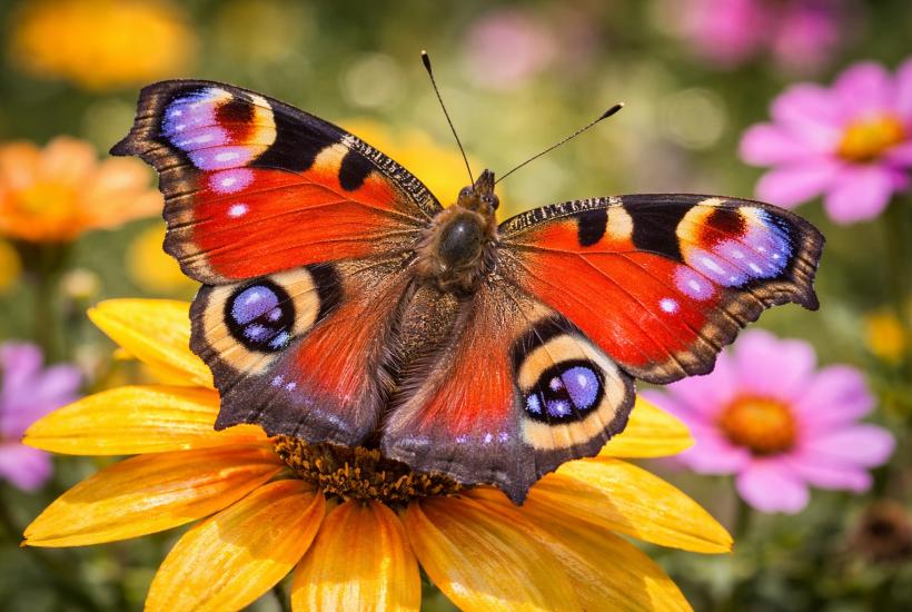 Яркая бабочка на цветке