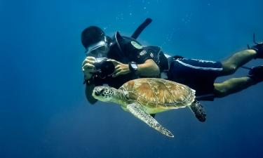 Морские черепахи дожили до наших дней без эволюционных изменений — зоологи