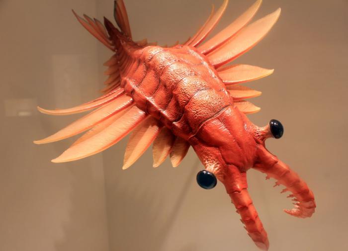 Английские ученые опровергли предположение о копьевидных щупальцах аномалокариса