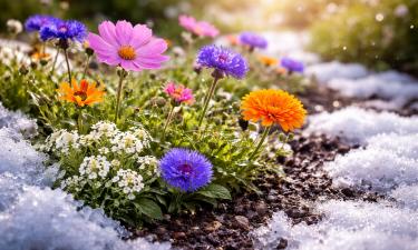 Колокольчики и тысячелистник подходят для посева в снег