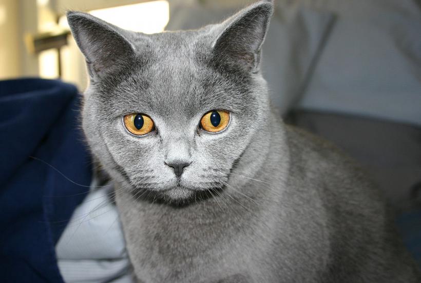 Кошка голубая русская