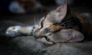 Кошка грустит? Вот девять странностей, за которыми может скрываться крик о помощи